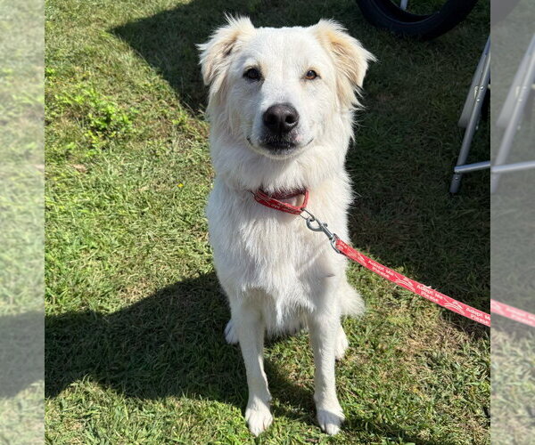 Medium Photo #22 Mutt Puppy For Sale in Canton, CT, USA
