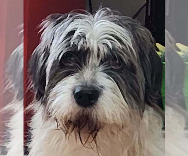 Medium Photo #1 Mutt Puppy For Sale in Aurora, IN, USA