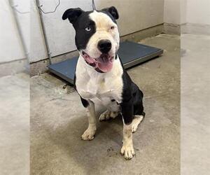 Mutt Dogs for adoption in Camarillo, CA, USA