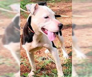 Adilynn - Female Boxer-Unknown Mix Dog for Adoption - Photo #3