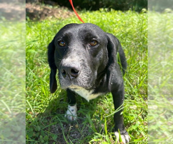 Medium Photo #2 Bagle Hound Puppy For Sale in Wetumpka, AL, USA