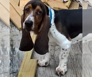 Father of the Basset Hound puppies born on 05/15/2019