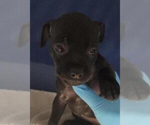 Mutt Dogs for adoption in San Antonio, TX, USA