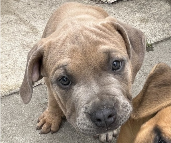 Medium Photo #2 American Bully Puppy For Sale in MYRTLE BEACH, SC, USA