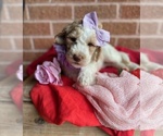 Small Photo #4 Goldendoodle Puppy For Sale in SHERMAN, TX, USA