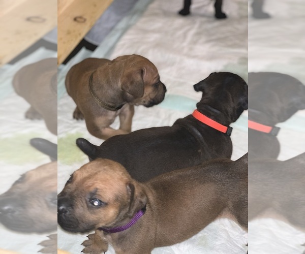 Medium Photo #117 Boerboel Puppy For Sale in LAS CRUCES, NM, USA