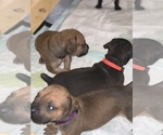 Small Photo #117 Boerboel Puppy For Sale in LAS CRUCES, NM, USA