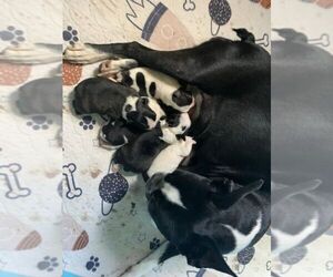 Boston Terrier Puppy for sale in EATON, OH, USA
