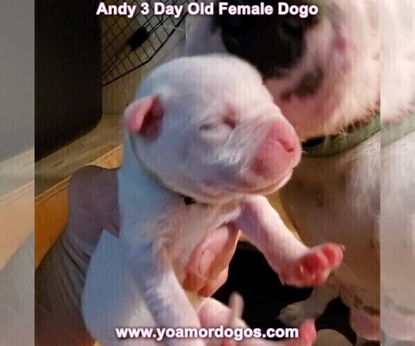Medium Photo #4 Dogo Argentino Puppy For Sale in JANE, MO, USA