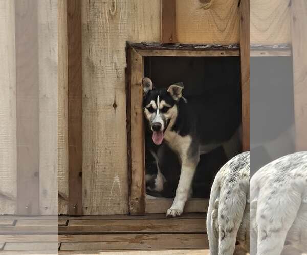 Medium Photo #2 German Shepherd Dog-Unknown Mix Puppy For Sale in Cliffwood, NJ, USA