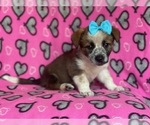 Small Photo #7 Cowboy Corgi Puppy For Sale in LAKELAND, FL, USA