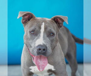 American Pit Bull Terrier Dogs for adoption in Pasadena, CA, USA