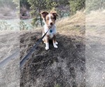 Small Photo #5 Miniature Australian Shepherd Puppy For Sale in CORNELIUS, OR, USA