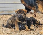 Small Photo #5 German Shepherd Dog Puppy For Sale in LIVERMORE, CO, USA