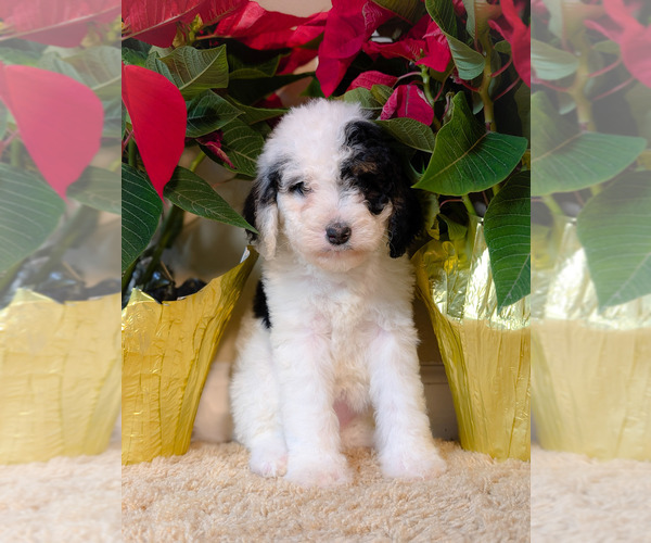 Medium Photo #6 Bernedoodle-Cavapoo (Miniature) Mix Puppy For Sale in SACRAMENTO, CA, USA
