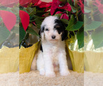 Small #5 Bernedoodle-Cavapoo (Miniature) Mix