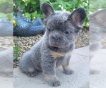Small Photo #16 French Bulldog Puppy For Sale in LAS VEGAS, NV, USA