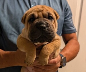 Ori-Pei Puppy for sale in LAKELAND, FL, USA