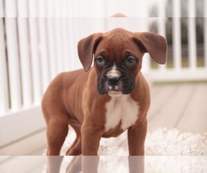 Boxer Puppy for sale in SHIPSHEWANA, IN, USA