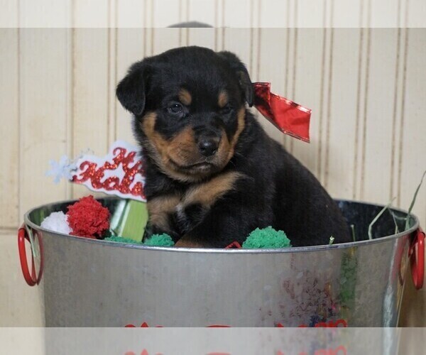Medium Photo #2 Rottweiler Puppy For Sale in FREDERICKSBG, OH, USA