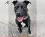 Small #27 American Pit Bull Terrier-Labrador Retriever Mix