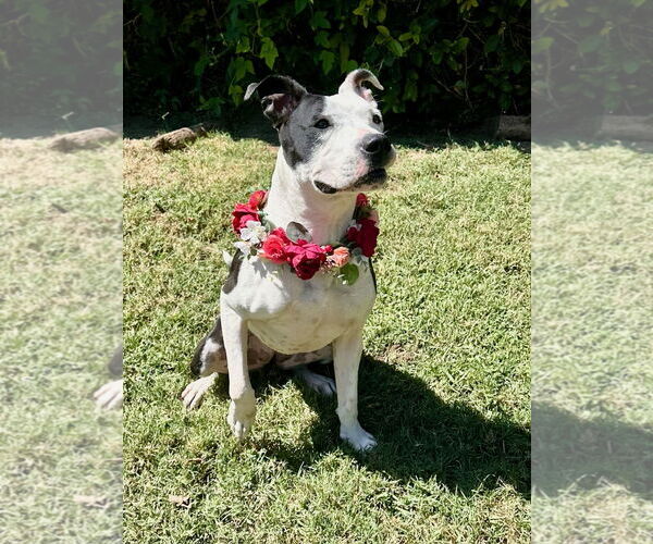 Medium Photo #6 American Pit Bull Terrier-Unknown Mix Puppy For Sale in Redlands, CA, USA