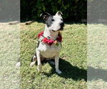Small #5 American Pit Bull Terrier Mix