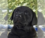 Small #2 Labrador Retriever