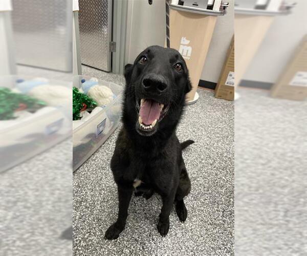 Medium Photo #1 Holland Shepherd-Unknown Mix Puppy For Sale in Rosenberg, TX, USA