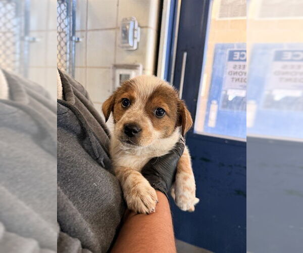 Medium Photo #1 Mutt Puppy For Sale in Corpus Christi, TX, USA