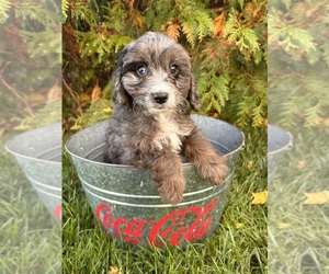 Cavapoo Puppy for sale in MIDDLEBURY, IN, USA