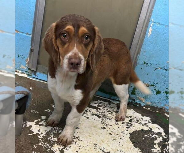 Medium Photo #3 Bagle Hound Puppy For Sale in Rustburg, VA, USA