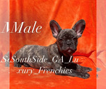 Puppy Puppy 4 French Bulldog