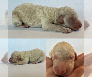 Poodle (Standard) Puppy for sale in BROOKER, FL, USA