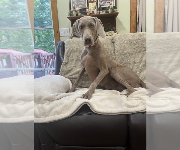 Medium Photo #10 Weimaraner Puppy For Sale in ELKTON, KY, USA