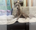 Small #9 Weimaraner