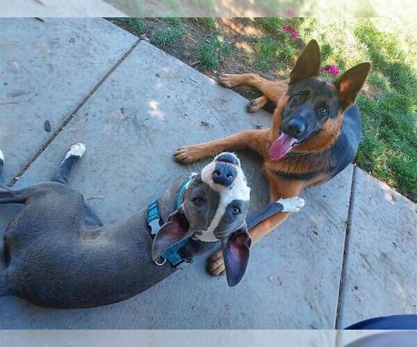Medium Photo #6 German Shepherd Dog-Unknown Mix Puppy For Sale in Elk Grove, CA, USA