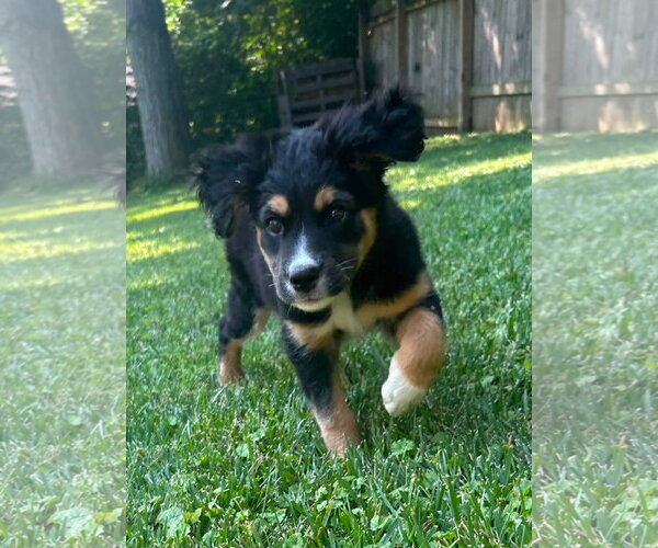 Medium Photo #8 Aussiedor Puppy For Sale in Germantown, OH, USA