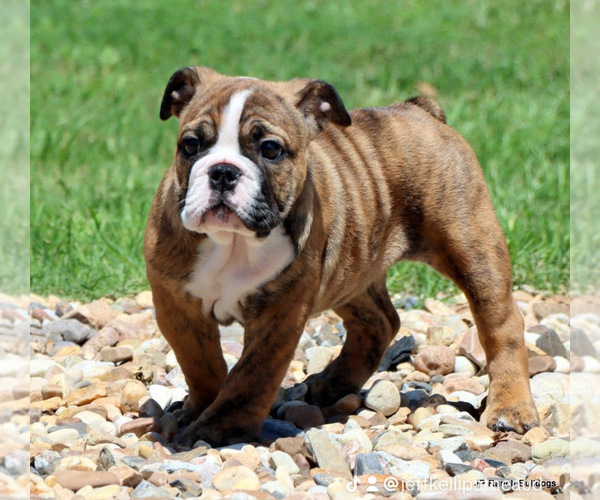 Medium Photo #7 Bulldog Puppy For Sale in WINNSBORO, TX, USA