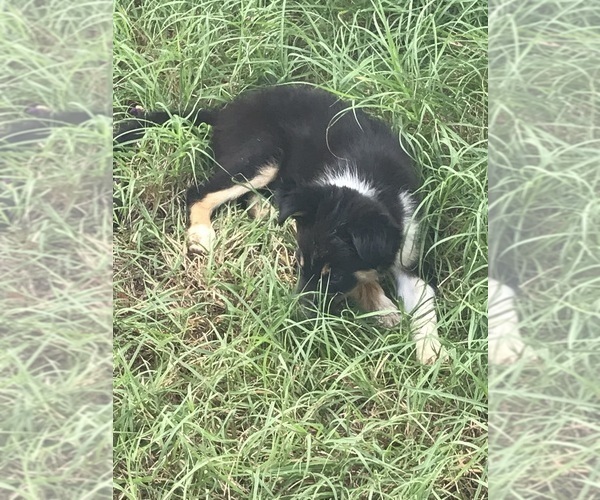 Medium Photo #1 Border Collie Puppy For Sale in BANDERA, TX, USA