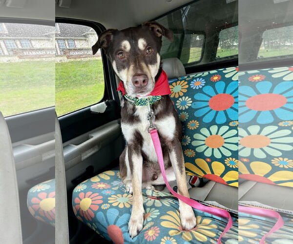 Medium Photo #1 Australian Kelpie-Huskies  Mix Puppy For Sale in Euless, TX, USA