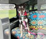 Small Australian Kelpie-Huskies Mix