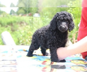 Poodle (Miniature) Puppy for sale in UNION CITY, TN, USA