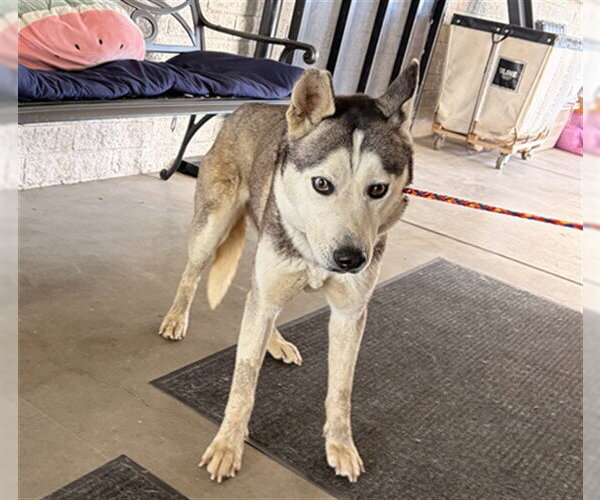 Medium Photo #1 Siberian Husky Puppy For Sale in Camarillo, CA, USA