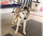 Small Siberian Husky