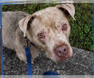 Waylon - Male American Pit Bull Terrier-Staffordshire Bull Terrier Mix Dog for Adoption - Photo #5