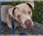 Small #4 American Pit Bull Terrier-Staffordshire Bull Terrier Mix