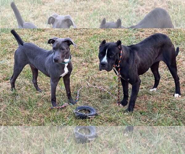 Medium Photo #12 American Pit Bull Terrier-Unknown Mix Puppy For Sale in Germantown, OH, USA