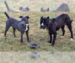 Small #11 American Pit Bull Terrier Mix
