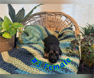 Medium German Shepherd Dog